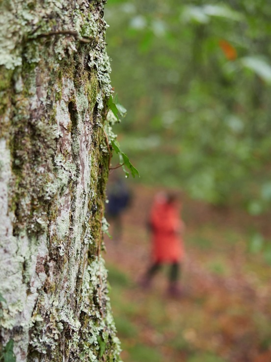 Baños de bosque