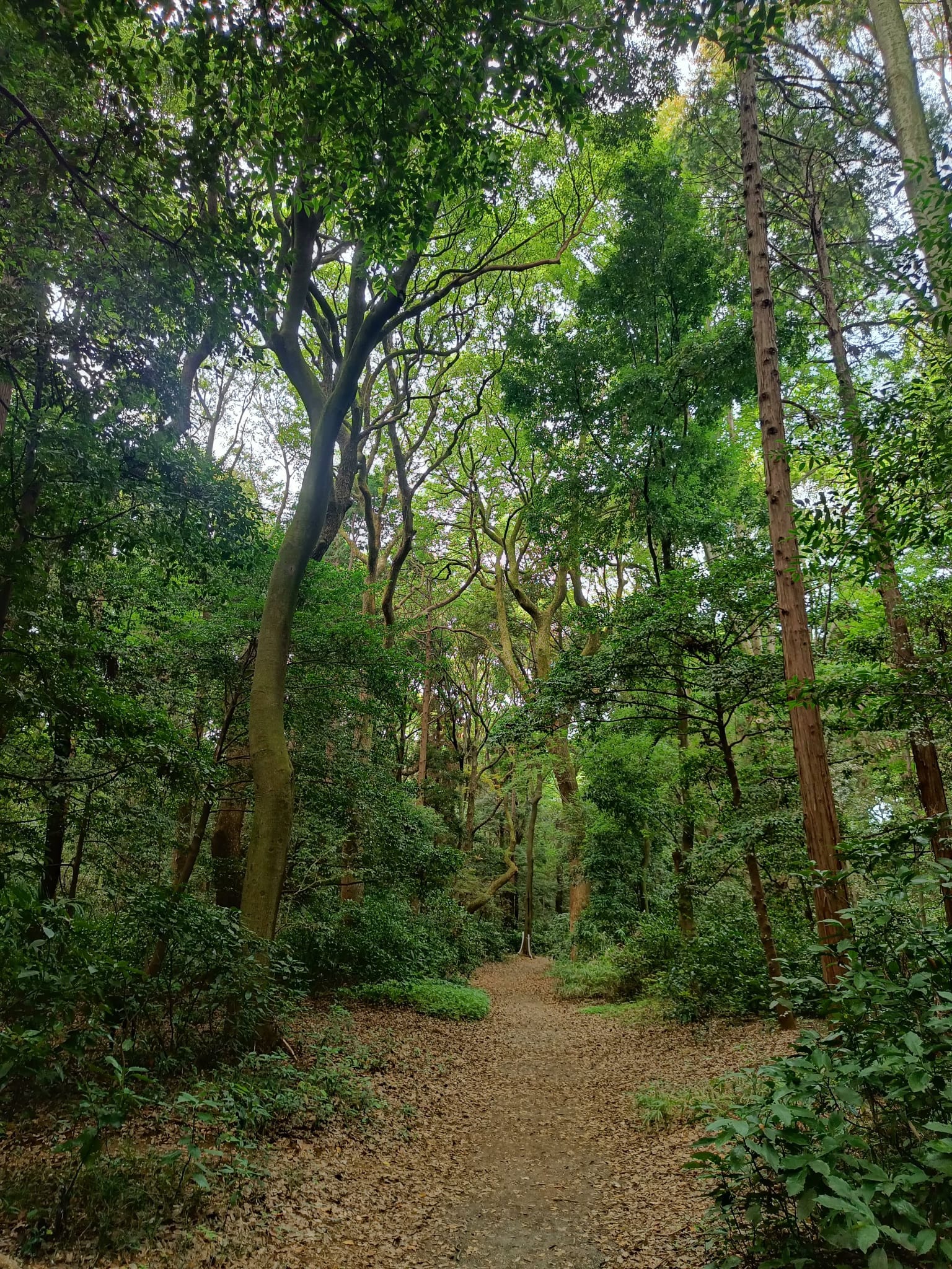 Baño de bosque guiado, conexión con la naturaleza