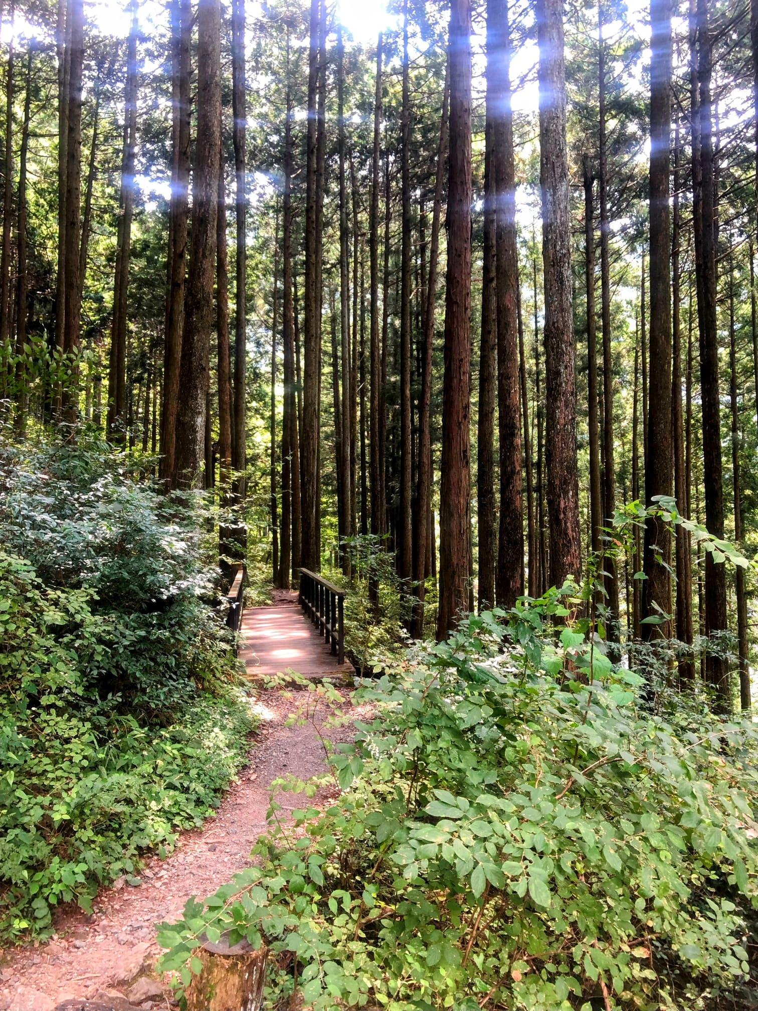 Detalle de corteza húmeda